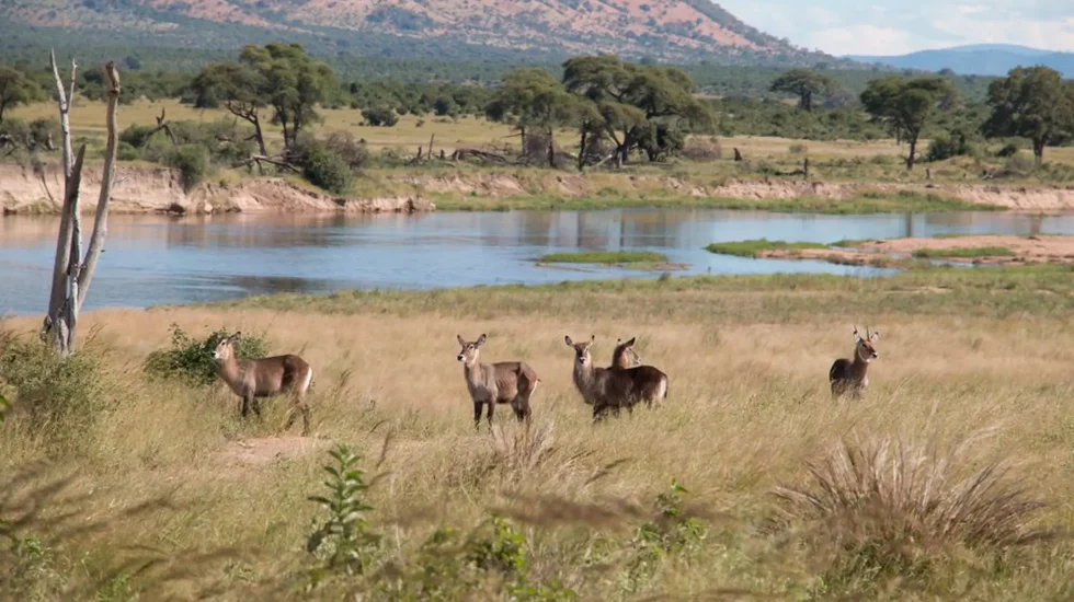 Ruaha National Park-4