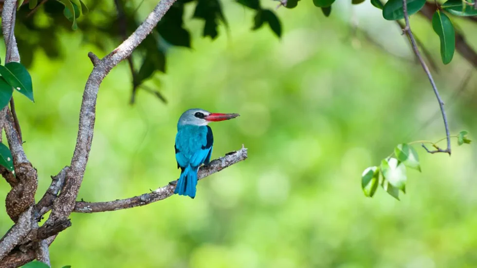 Saadani National Park-2