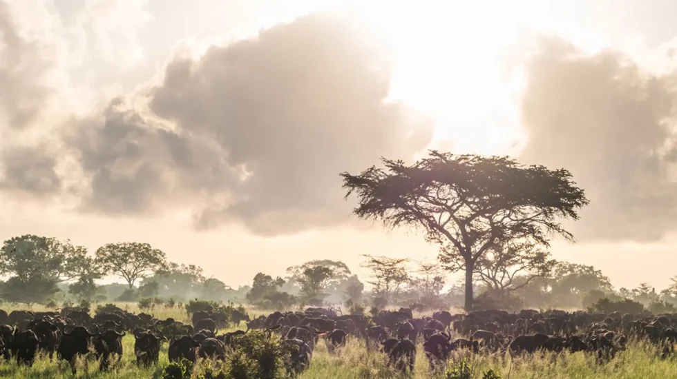 Saadani National Park-4