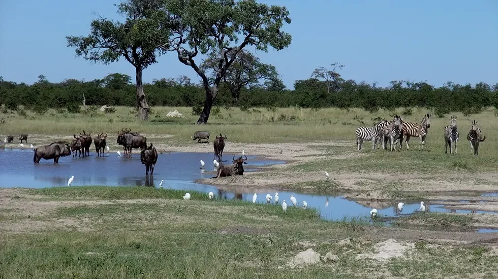Savuti (Chobe NP, Botswana) pt2-2