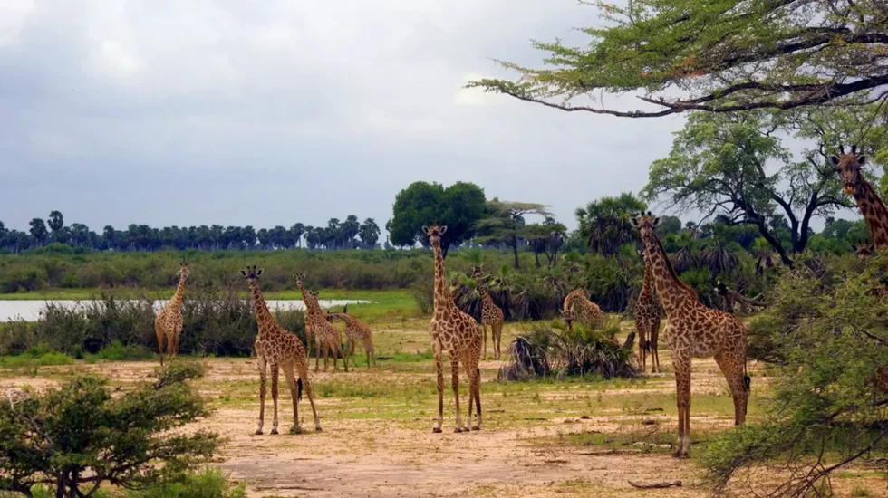 Selous Game Reserve-5