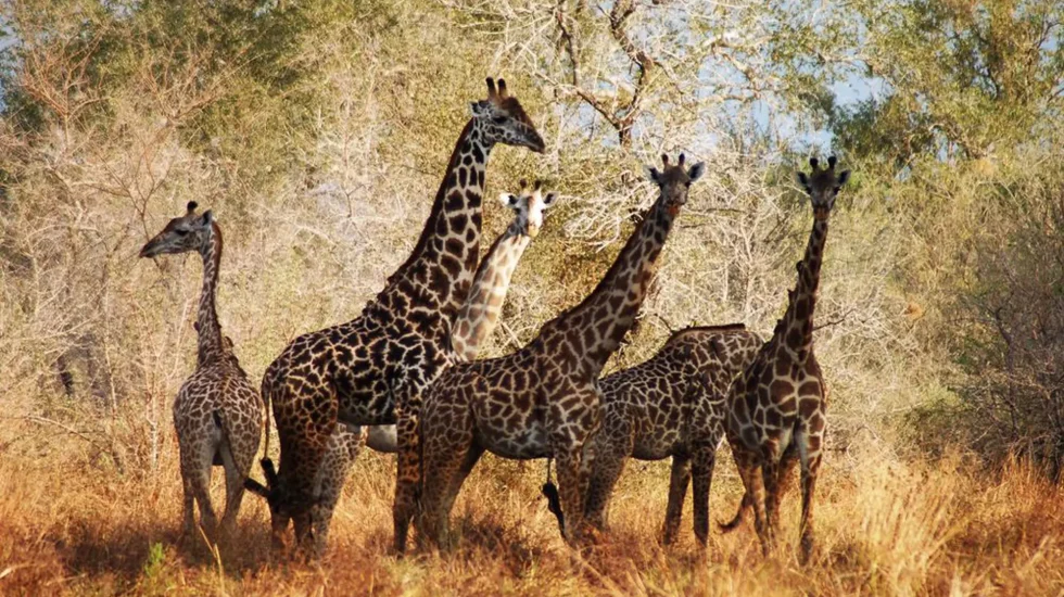 Selous Game Reserve-6