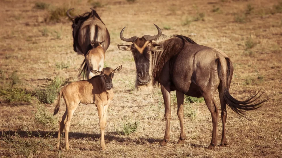 Serengeti National Park-14