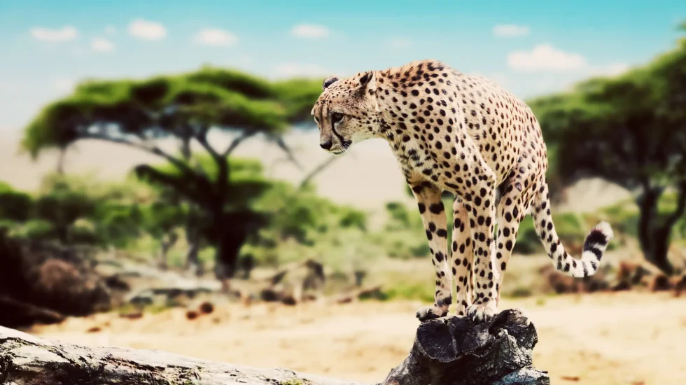 Serengeti National Park-5