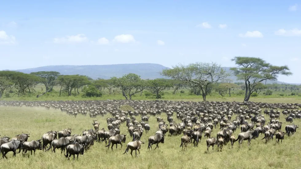 Serengeti National Park-6