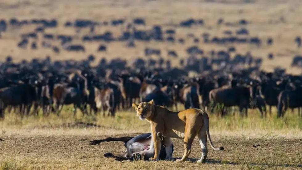 Serengeti National Park-8