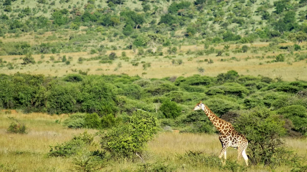 South Africa-25