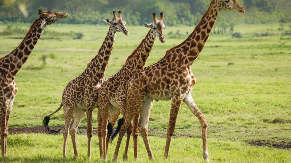 arusha-national-park-5