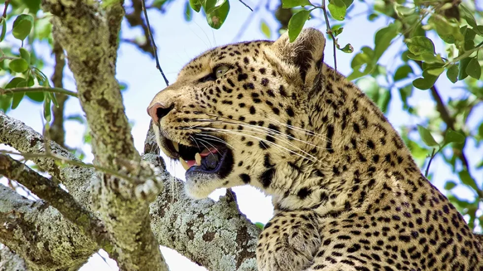 cheetah close up shot - tanzania safari 2