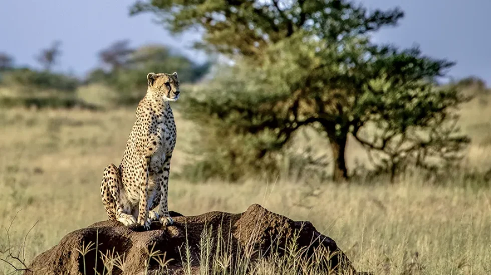 cheetah seating on a rock-tanzania safari 2