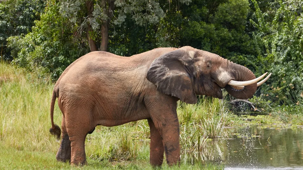 elephant-drinking-from-nile-murchison-falls