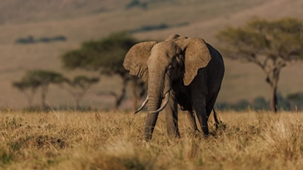 elephant-on-safari-in-africa-2022-12-07-02-44-24-utc copy