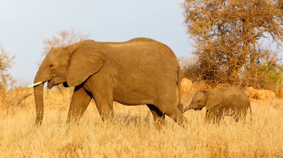 elephant-with-calf-2021-08-26-15-32-00-utc copy