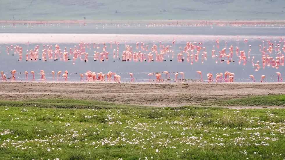 flamingos in lake - low season tanzania safari