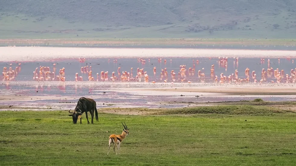 gazelle, wildebeest and flamingo in a lake 2