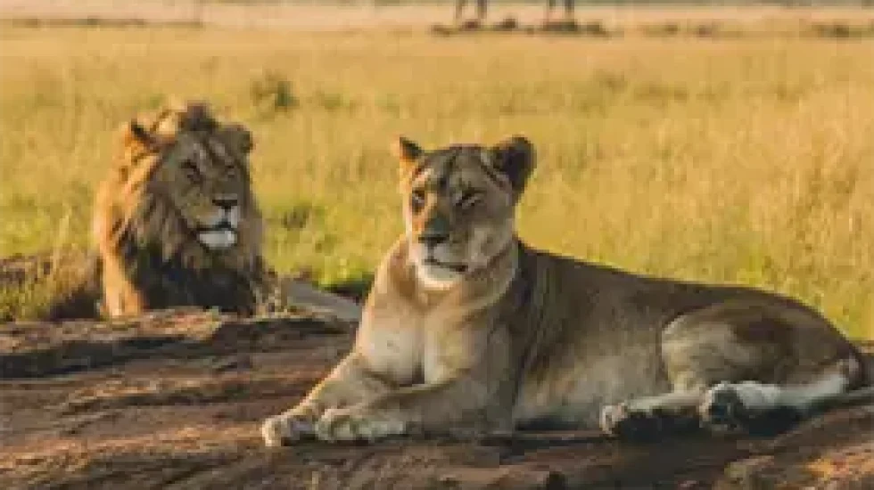 male-female-lions-laying-sand-resting (1) 1