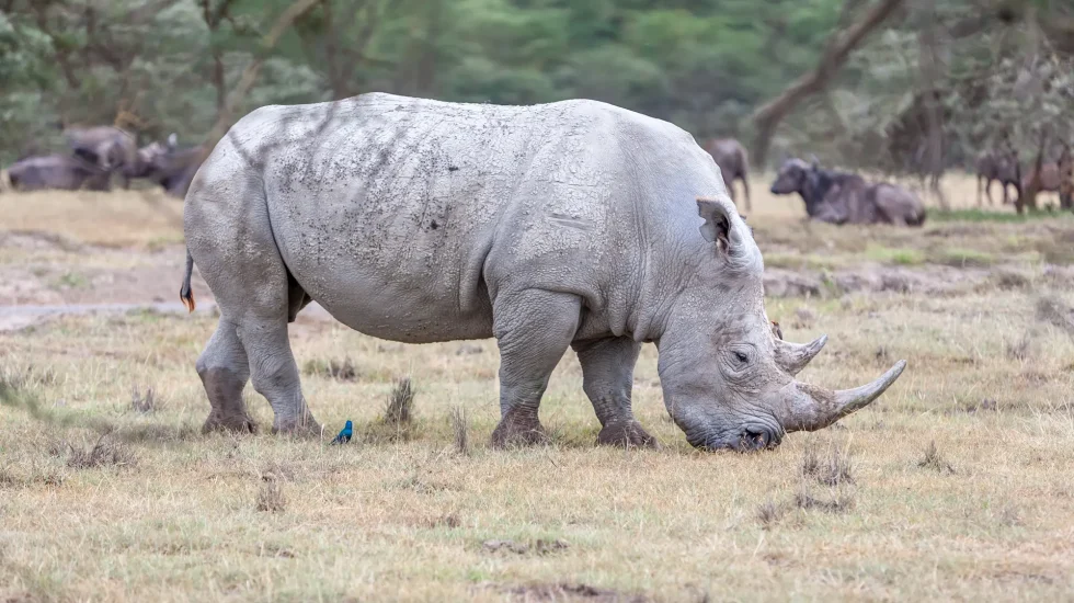 safari-rhino-2023-11-27-05-32-19-utc