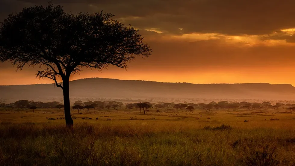 sunset-a tree-low season tanzania safari