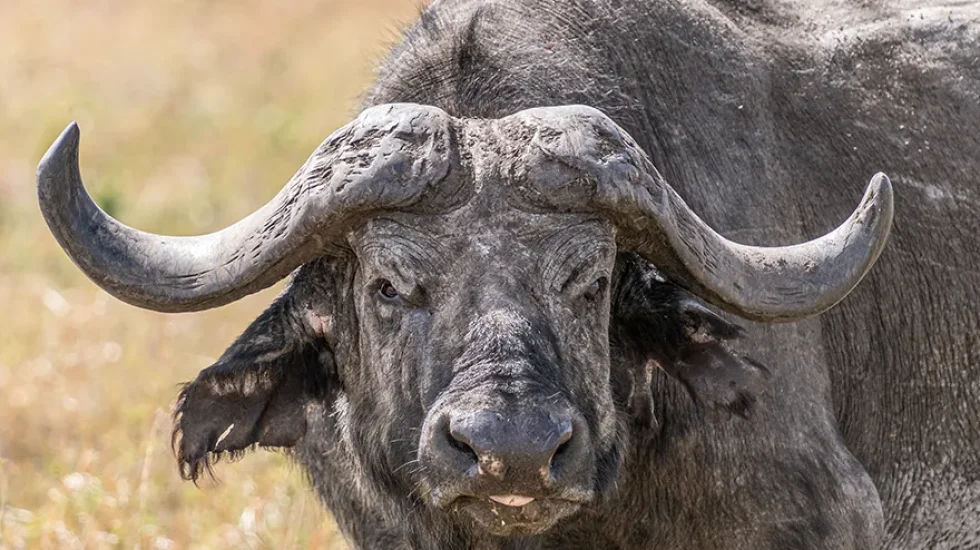 water buffalo-low season tanzania safari tour-2