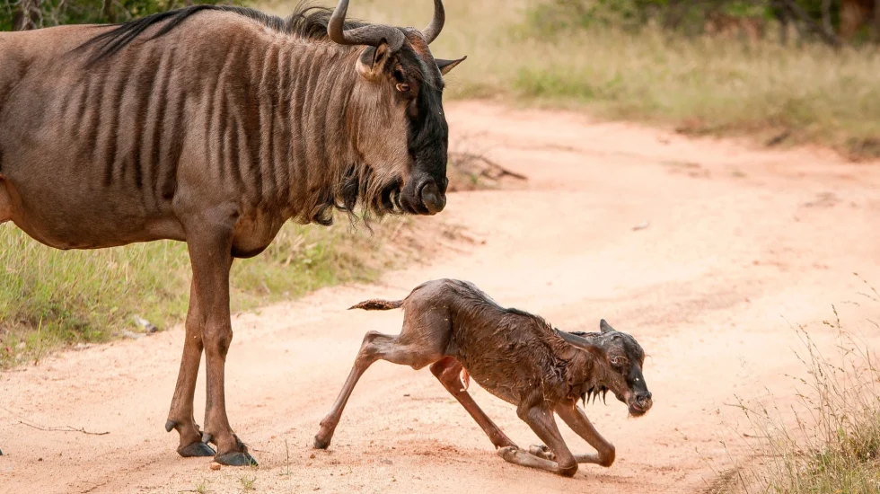 wildebeest-calving (Custom)