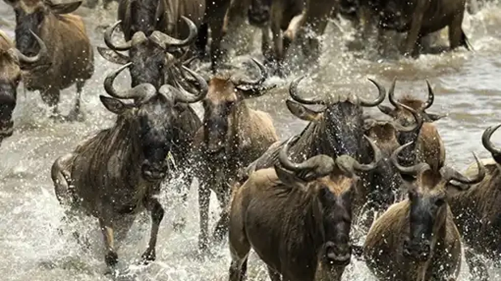 wildebeest-running-river-serengeti-tanzania-africa